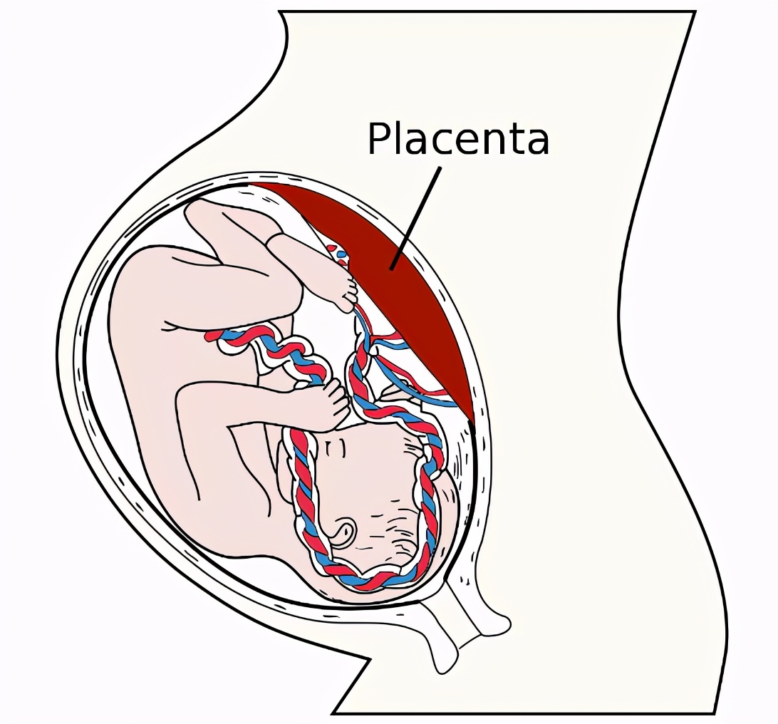 胎盘是细胞壁形成的么,胎盘细胞是母体的吗