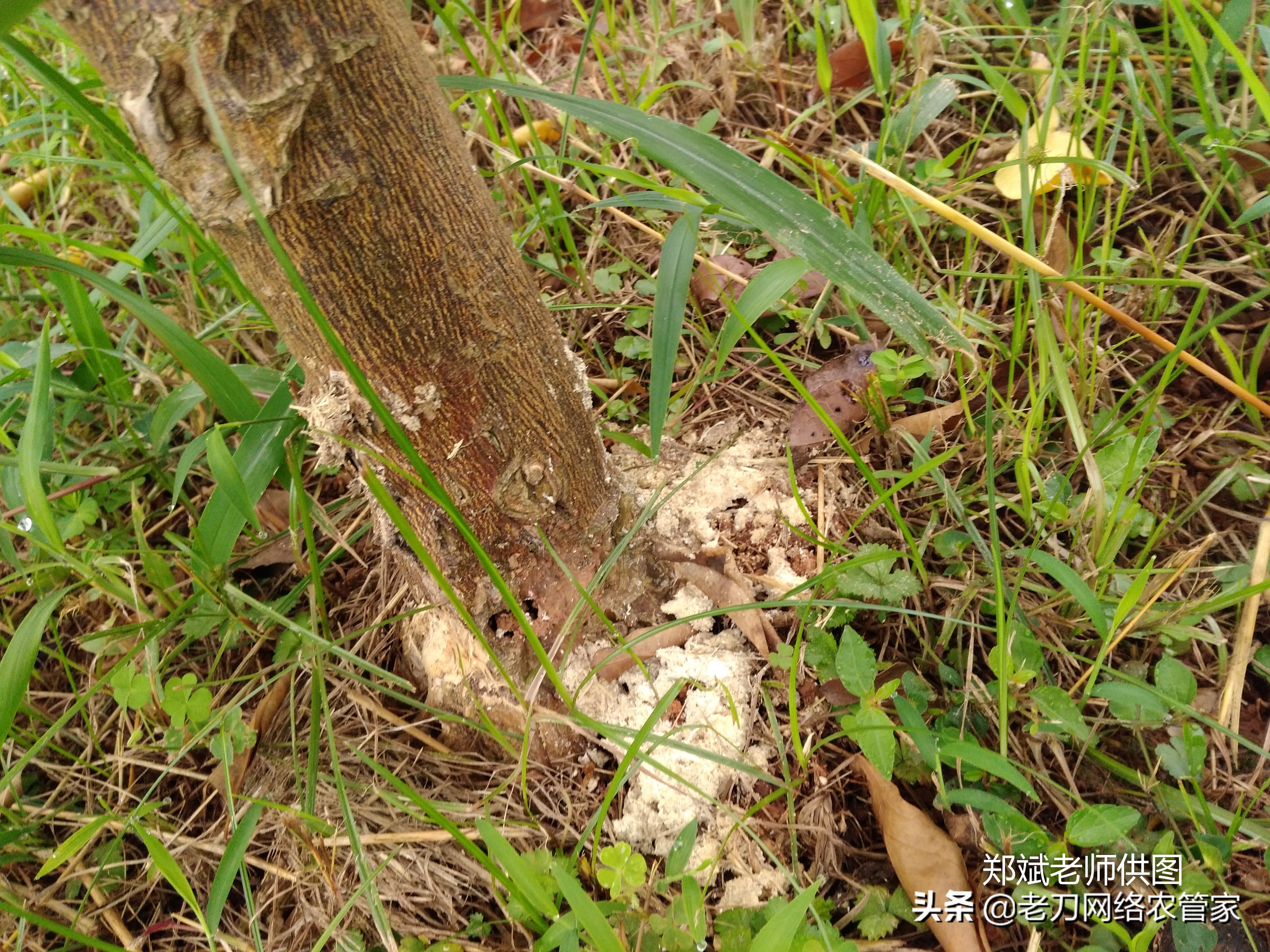 治疗柑橘天牛的特效药有哪些,柑橘树干被天牛咬后怎么处理