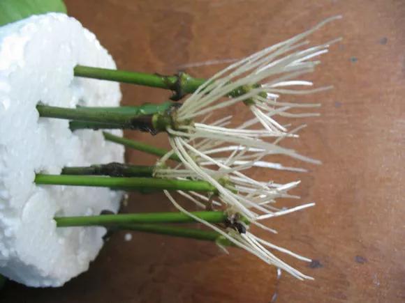 室内用塑料瓶扦插生根最快方法,瓶子装水养花