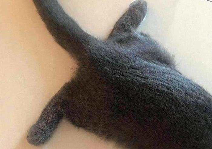猫咪缺钙瘸脚是什么样的,猫咪跛脚是狂犬病吗