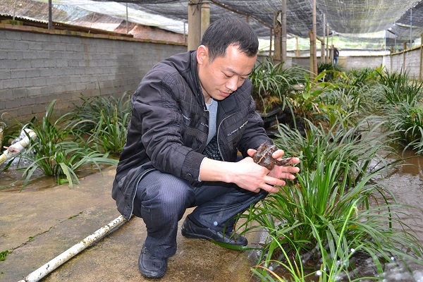 石蛙和人工饲养有什么区别,人工养殖石蛙用什么饲料