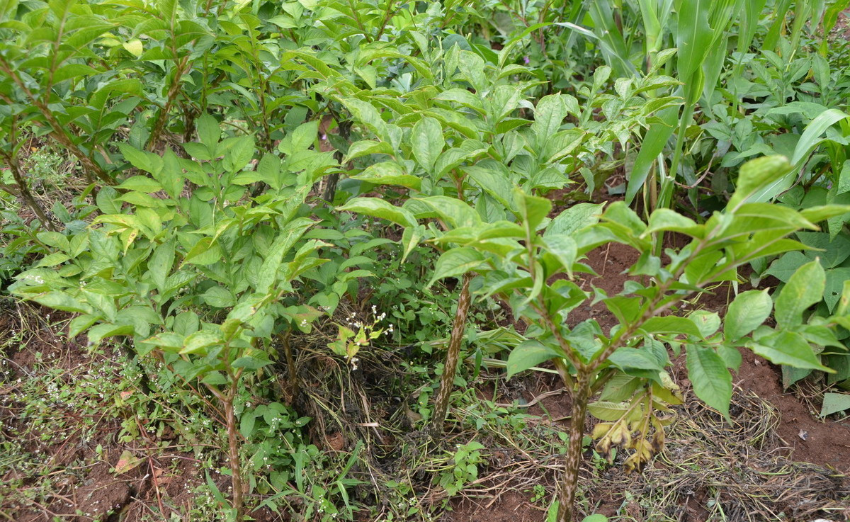 魔芋是怎么种植的,魔芋种植避坑措施
