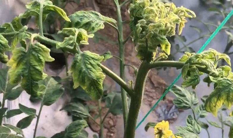 治疗番茄病毒病的配方是啥,防治番茄病毒病的药对人体有害吗