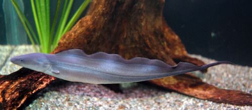 冷门高端观赏鱼有哪些鱼,比较好养的冷门观赏鱼小鱼