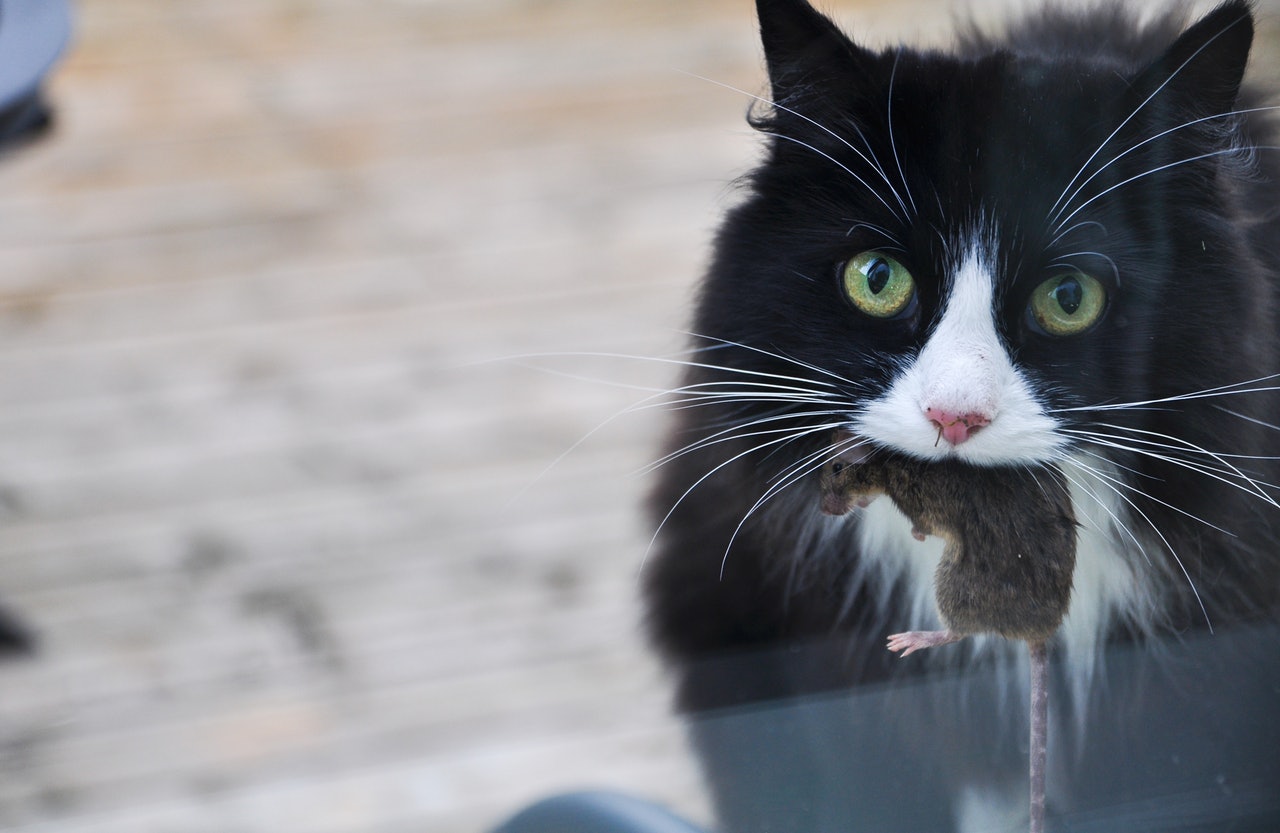 猫咪的尿液奇臭无比?那可能它的这项能力很厉害