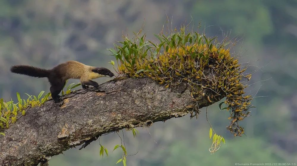 东北的貂有多好看,东北人眼里的貂