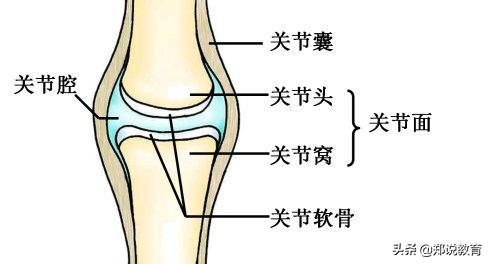 人教版八年级上册生物预习提纲,八年级下册生物预习笔记