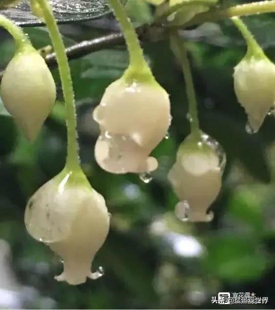 野生挂果金弹子是雌雄同株吗,金弹子雌雄同株公花比母花开得晚