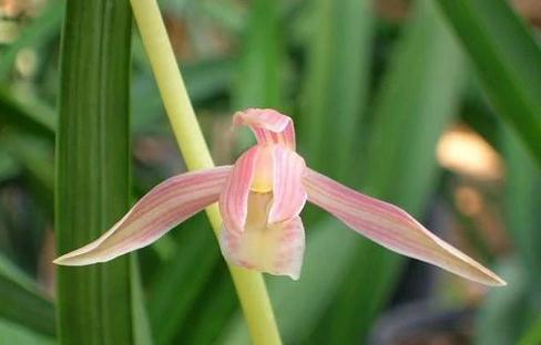 值得收藏的兰花品种有哪些图片,最好的兰花品种图片大全欣赏