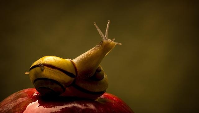 动物没有思想为什么要繁育后代,动物为什么没接受教育