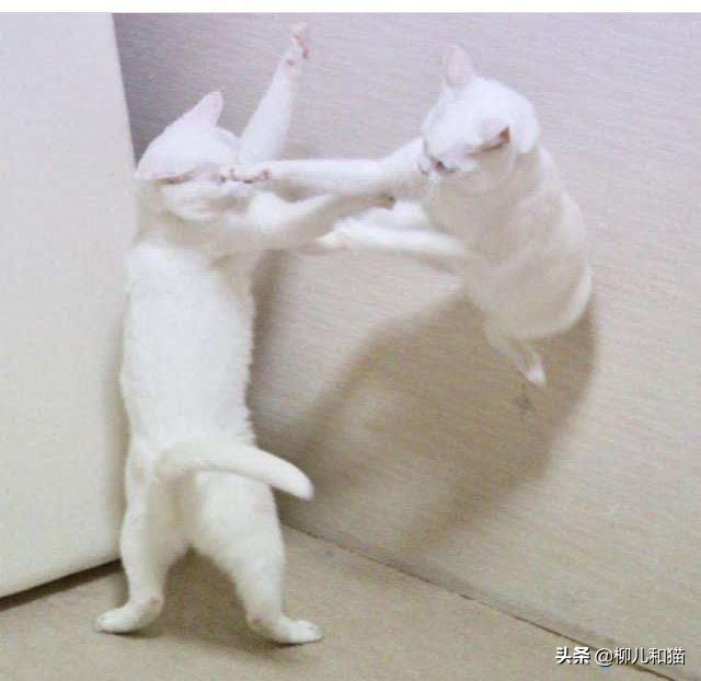 家里两只猫猫打架怎么办,家里两只公猫宠物猫打架怎么办