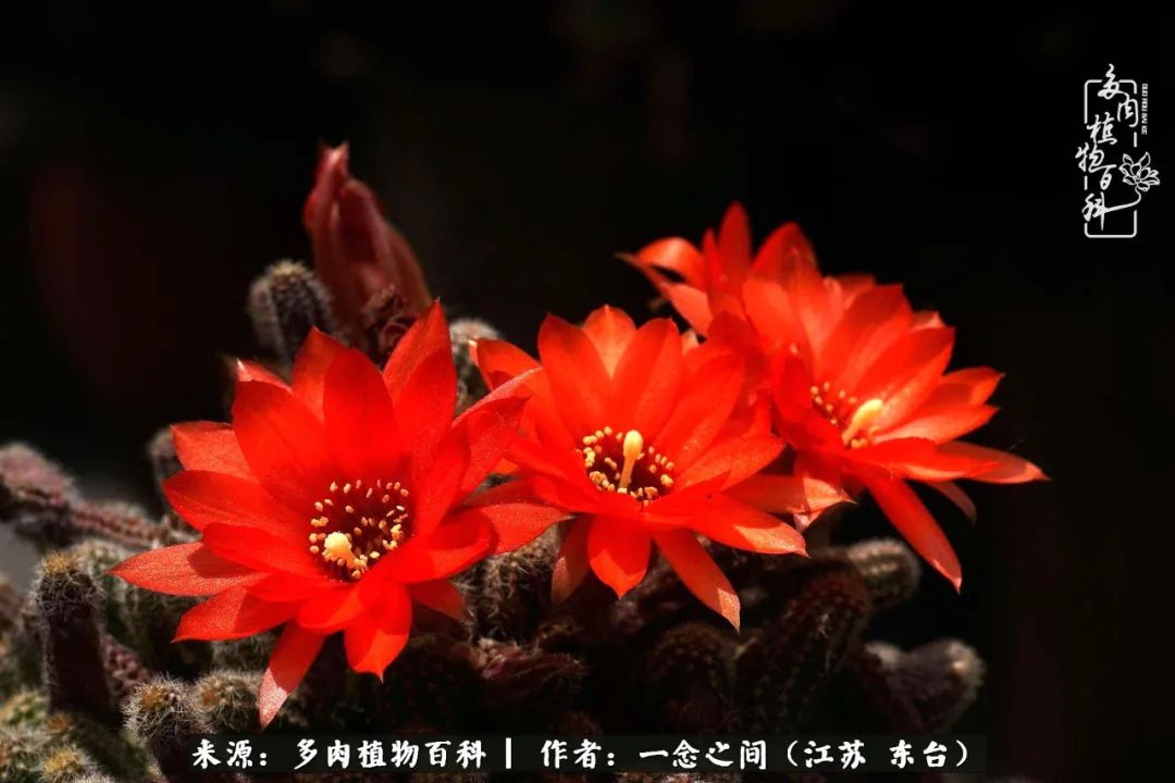 遇见花开蓝莓糖,遇见花开蔬菜沙拉酱