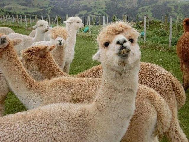 包括羊驼的十大神兽羊驼简介,最好的神兽羊驼