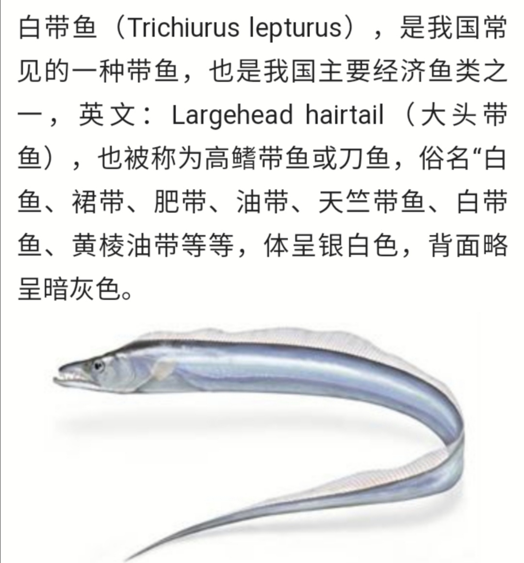 大连刀鱼有什么好处,大连刀鱼常识大全