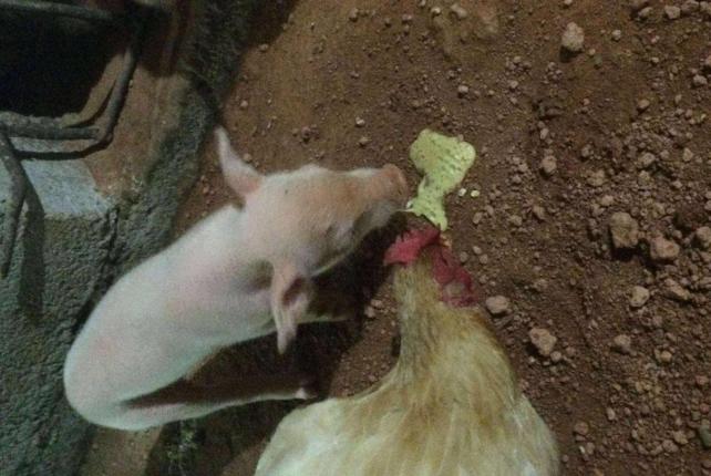 仔猪呕吐什么原因怎么治疗,仔猪呕吐怎么处理