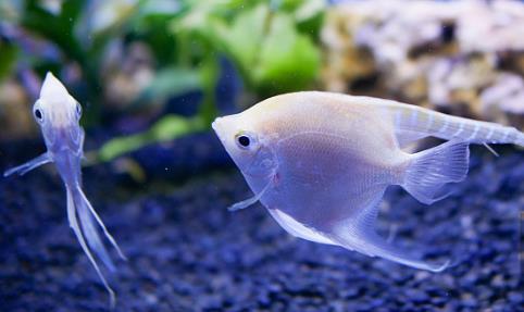 观赏鱼烂鳃病怎么治,观赏鱼烂鳃病症状