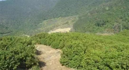 沙糖桔种植成本及利润,柑橘价格低迷的商机