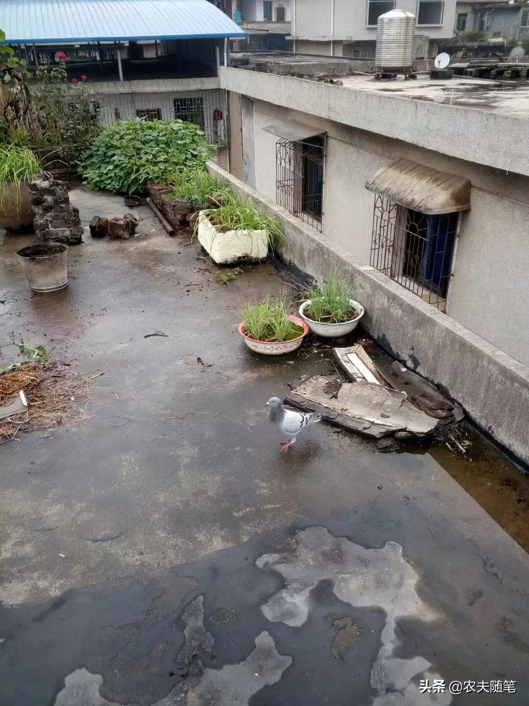 蜗牛忧伤,忧伤的蜗牛歌名