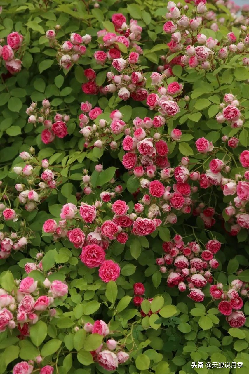 天狼推荐花墙月季品种,天狼月季罗衣花墙