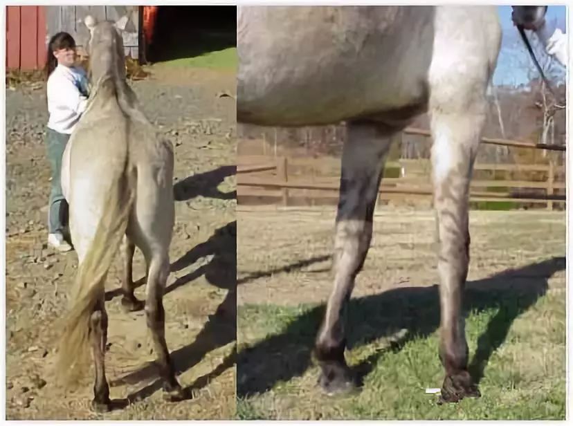 战马颜色,战马的区别