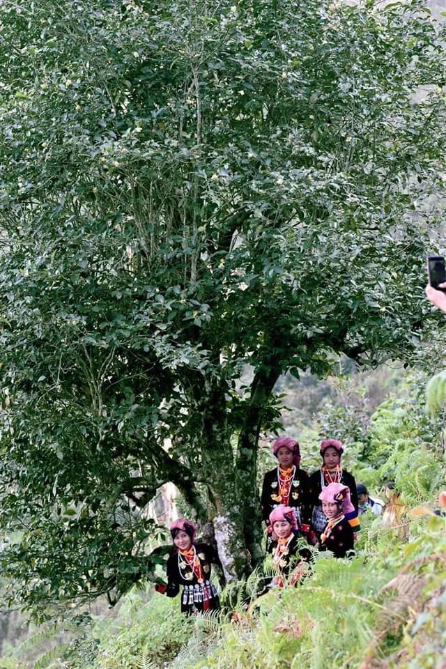 掸邦古茶树,缅甸东枝古树茶树