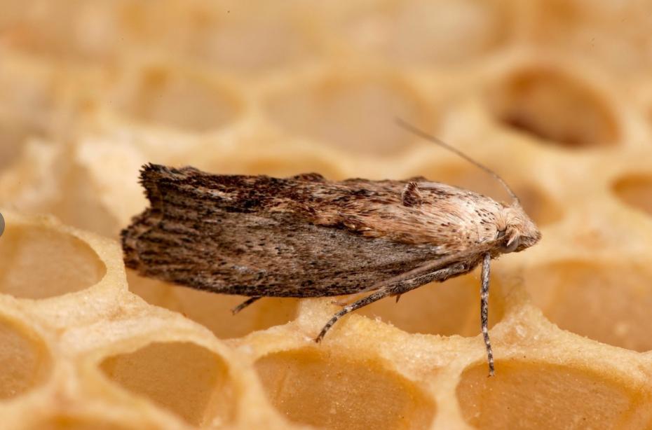 蜜蜂养殖为何蜂箱中生虫子,蜜蜂为什么会有巢虫