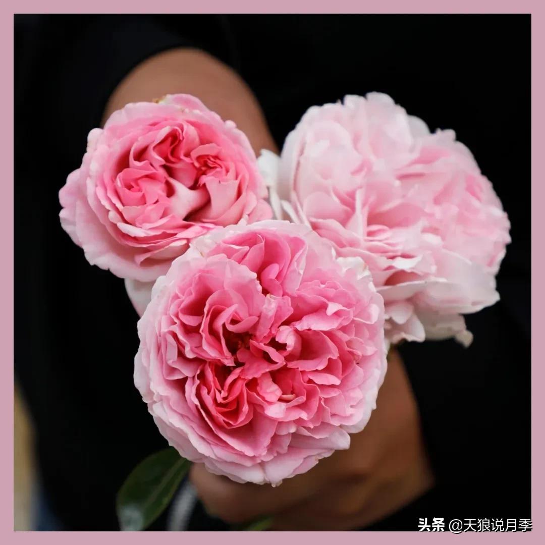 月季控对美的极致追求，尽在伊芙系列