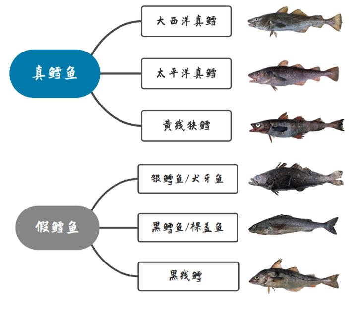 婴幼儿鳕鱼怎么选大西洋真鳕鱼,婴儿鳕鱼真鳕鱼