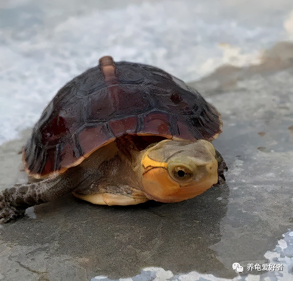 偏陆地的半水龟便宜,半水偏陆栖龟名单