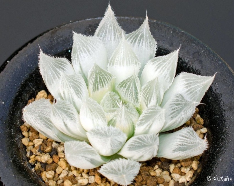 多肉玉露寿的品种图鉴,日本十大耐阴多肉