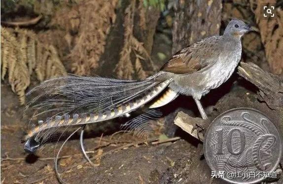 自然界中最伟大的语言学家，它模仿*技口**比鹦鹉厉害多了