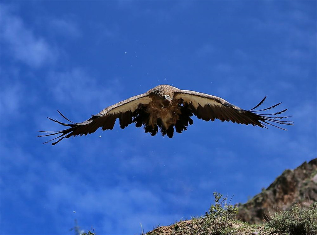 青海泽库公路现高山秃鹫，形象凶狠声誉差，却对伴侣忠贞不二