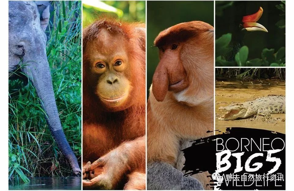 待疫情平息,和孩子一起探索“失落的世界”婆罗洲原始雨林