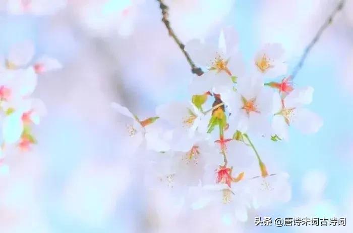 四月相聚的诗词,最美人间四月天唯美诗词