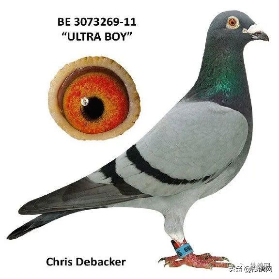 比利时最强的球星,比利时超级种鸽