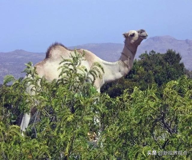 神奇的视觉错位图30张,神奇的错位照片