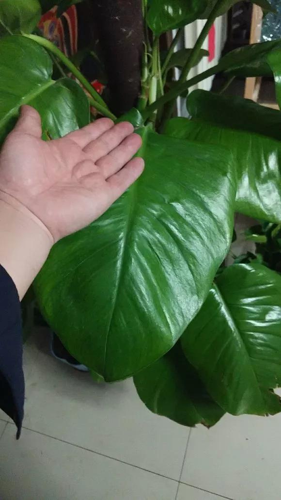 叶子变黄有绿点,叶子发黄维生素