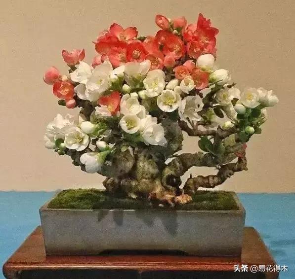 日本海棠的养殖方法,日本海棠花卉习性