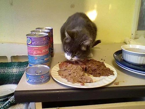 猫猫吃什么样的猫粮比较好,教你怎么给猫咪选适合的猫粮