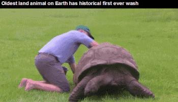 从清代活到现代的乌龟,被遗弃的乌龟完整视频