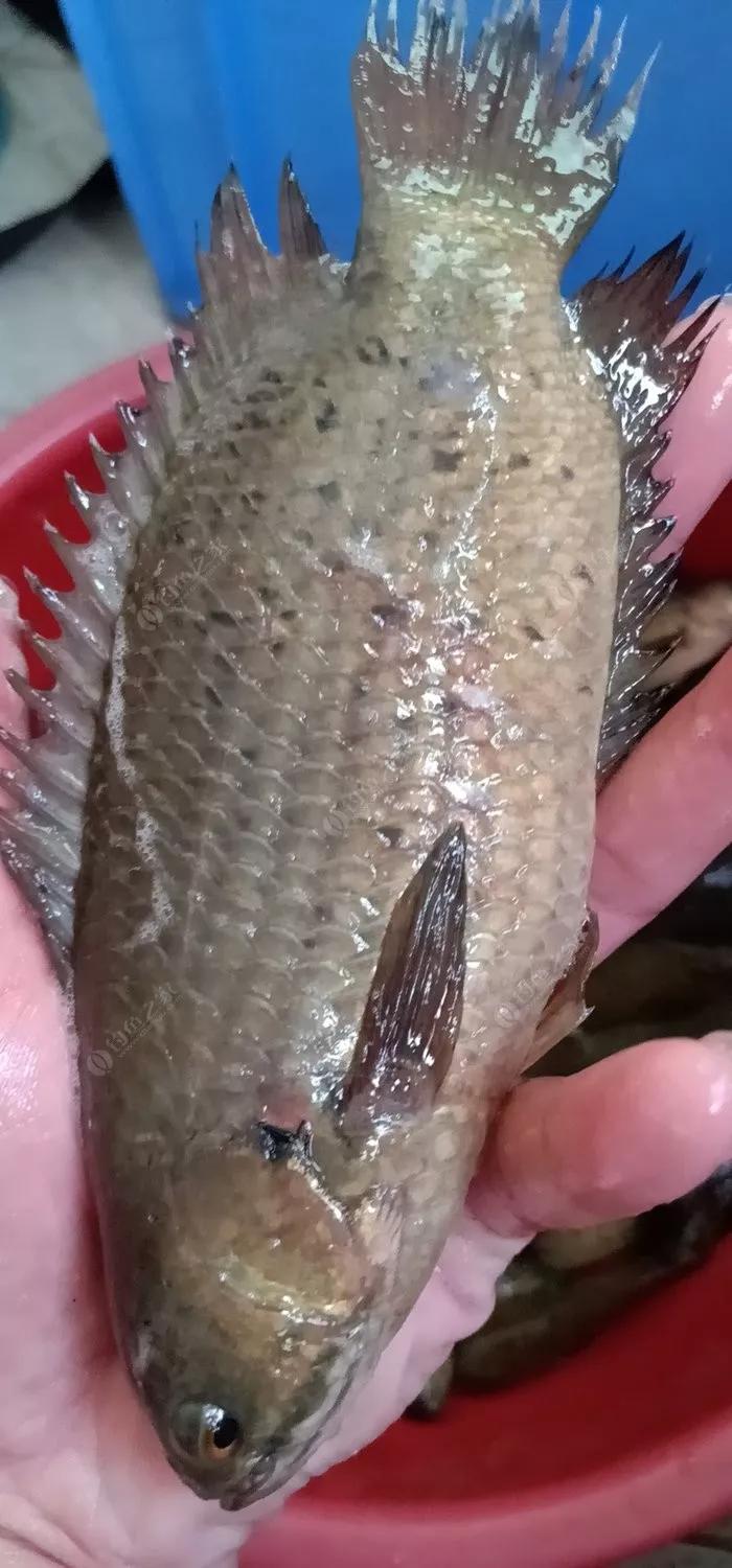 像石斑又像罗非的淡水鱼是什么鱼,淡水鱼长得像罗非一样长不大