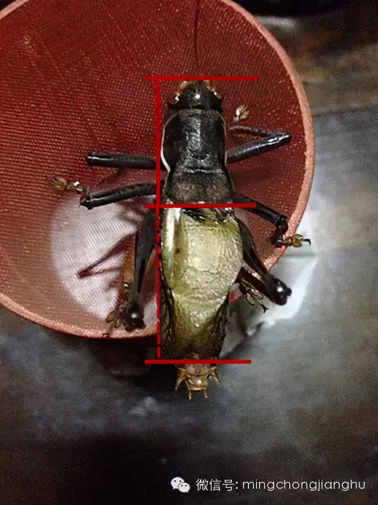 冬蝈蝈怎么挑选,介绍蝈蝈的说明方法