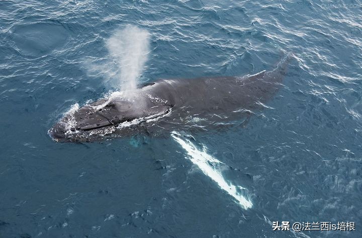 猫咪一直张嘴哈气会是卡住了吗,猫咪会打安哥拉兔吗