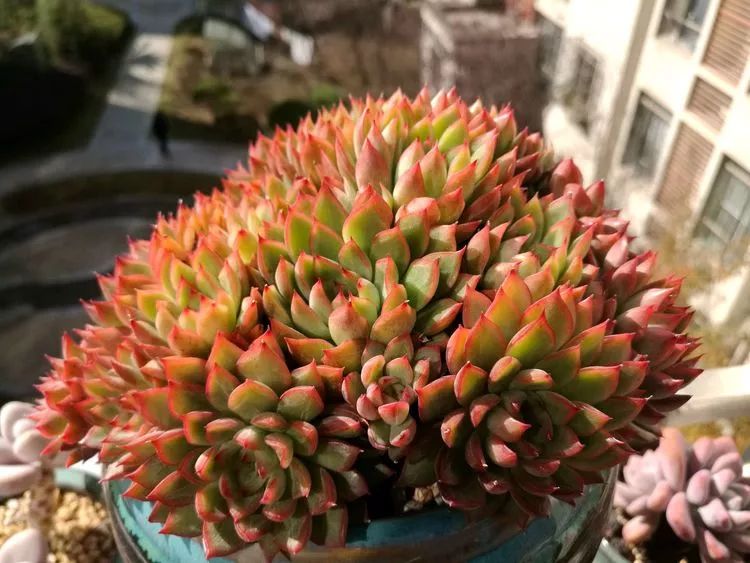 冬日暖阳邂逅最美的多肉,冬日暖阳和多肉暖了我的心