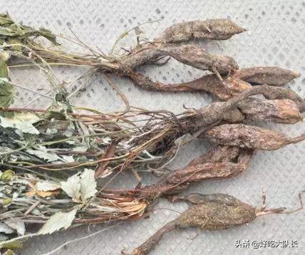 农村的一种野草根像土参,农村这种野草根止咳化痰效果很棒