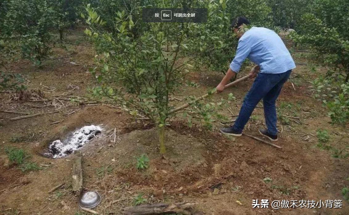 如何区别化肥硫酸铵和氯化铵,如何分辨硝酸铵尿素和碳酸氢铵