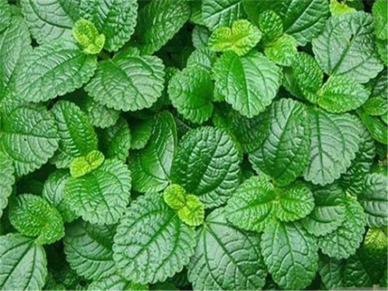 薄荷种植怎么管理,薄荷的种植技术和注意事项