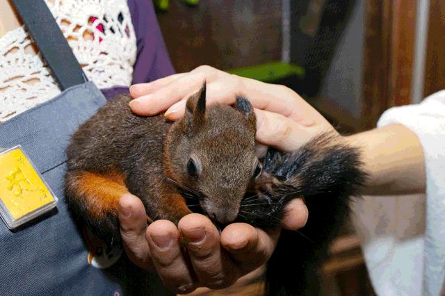 19.9包邮毛绒羊驼,羊驼9.9元秒杀直播