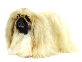 最受欢迎的四大宠物狗你养了吗,比较可爱乖巧的宠物狗有哪些