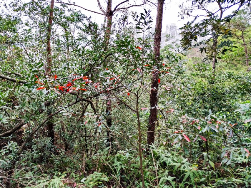 周日跟随珠海户外网板樟山游记